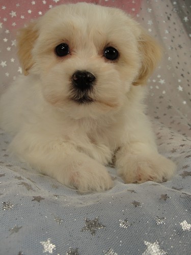 Male Shih tzu Bichon Puppy for sale #17 Born November 26, 2011